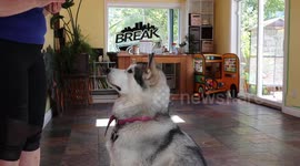 Alaskan Malamute Sojou Up To Tricks