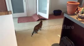 Bengal cat showing off her reflexes