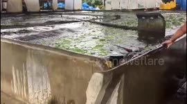 Water at banana plantation in southern Mexico seen swaying from side to side during earthquake