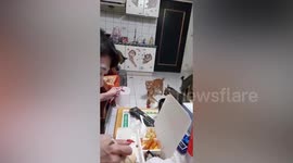 Woman distracts her pets with pole so she can eat dinner in peace