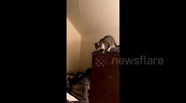 Tabby cat leaps off dresser for bed but fails to stick the landing