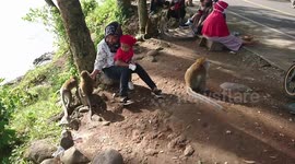 Hundreds of monkeys descended to the road looking for food