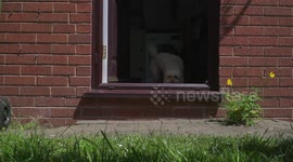 Cockapoo dog dashes outside