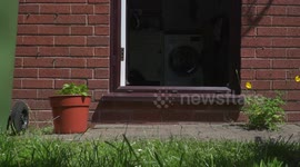 Cockapoo dog dashes out the back door