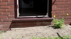 Cockapoo dashes excitedly out the back door