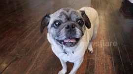 Remarkable luck when pug due to be euthanised is rescued and rehomed within 24 hours