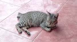 A cat doesn't want to be tempted