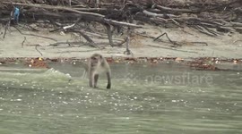 Monkeys greet tourists again as Covid-19 travel ban eases in Thailand