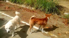 Funny white hairy dogs follow what owner commands, run when stone has thrown