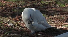 White Cockatoos feeding and wrestling during COVID-19 restrictions – and NOT socially distancing