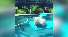 Two dogs cool off in the hot weather by playing ball with each other whilst using pool floats
