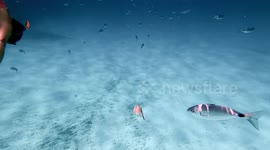 A real mermaid swimming with the fish