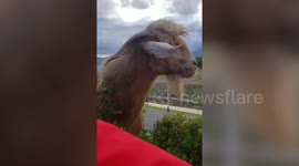 Hilarious conversation between shepherd and his pet goat in Morocco