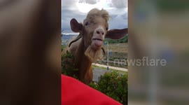 Hilarious 'conversation' between shepherd and his pet goat in Morocco