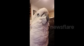 Cockatoo relaxes and sings to Sweet Victory