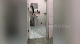 Black Cat Admires Reflection In Bathroom Mirror