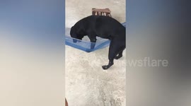 Doggo Climbs Into Hammock To Sleep
