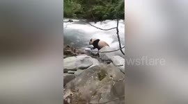 Chinese villager comes face-to-face with wild panda at river crossing in China