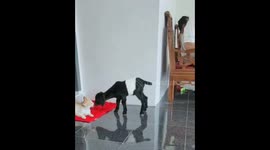 Goat kisses with a relaxed cat