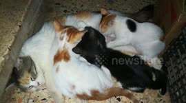 Big Triplets Still suck Mummy for Breastfeeding