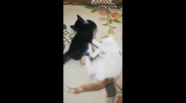 Black Vs White Kitty On Bed