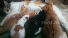 Four Twins Fight Over Breastfeeding