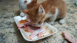 Kitty Try Fresh Chicken Wings