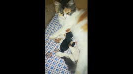 New Triplets In Night