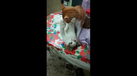 Mummy Vs Son On Table