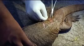 Wild monitor lizard gets stitches after getting into accident in southeast India