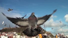 Hover Pigeons Visit Scarborough Harbour, North Yorkshire 19-01-2015