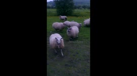 Happy Sheep Jumping
