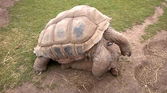 Giant Tortoise has some fun