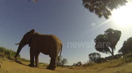 GoPro stomped on by rogue bull elephant and survives!