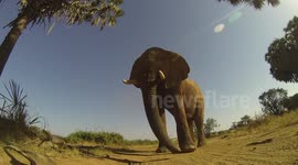 Huge wild elephant stomps on GoPro camera in Kenya