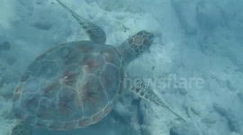 Sea turtle 2
