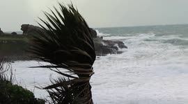 Palm Tree and Storm,Porthmeor,St.Ives