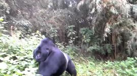 Close encounter with silver back gorilla
