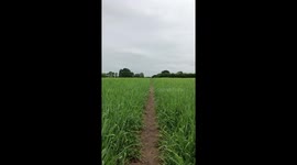 Golden Labrador Running in a wet field.