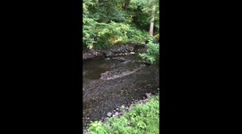 Sgt. Quackers family