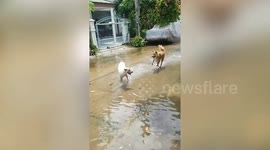 Dogs enjoy splashing around on flooded road after heavy rain