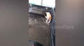 Puppy splashes in water in back of pick-up truck