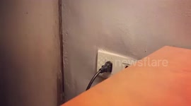 Poodle puppy annoyed by hairdryer pulls power cable out of socket