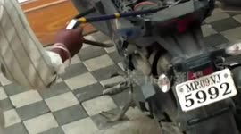 Indian men ride motorbike for miles unaware of poisonous snake wriggling under seat