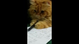 Cats Learn to Count Using Pens and Books