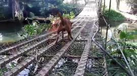 Stray dog tip-toes over rickety wire bridge
