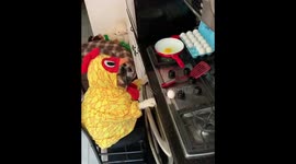 What do you have to do to get eggs for breakfast around here?