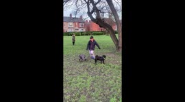 When you can’t play football with your friends during lockdown, you get together a team of dogs. Dogs playing football