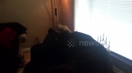 Cats having a funday sunday play fighting