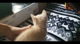 Clumsy Kitten Discovers New Toys